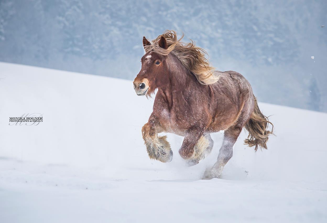 picture © by Monika Bogner